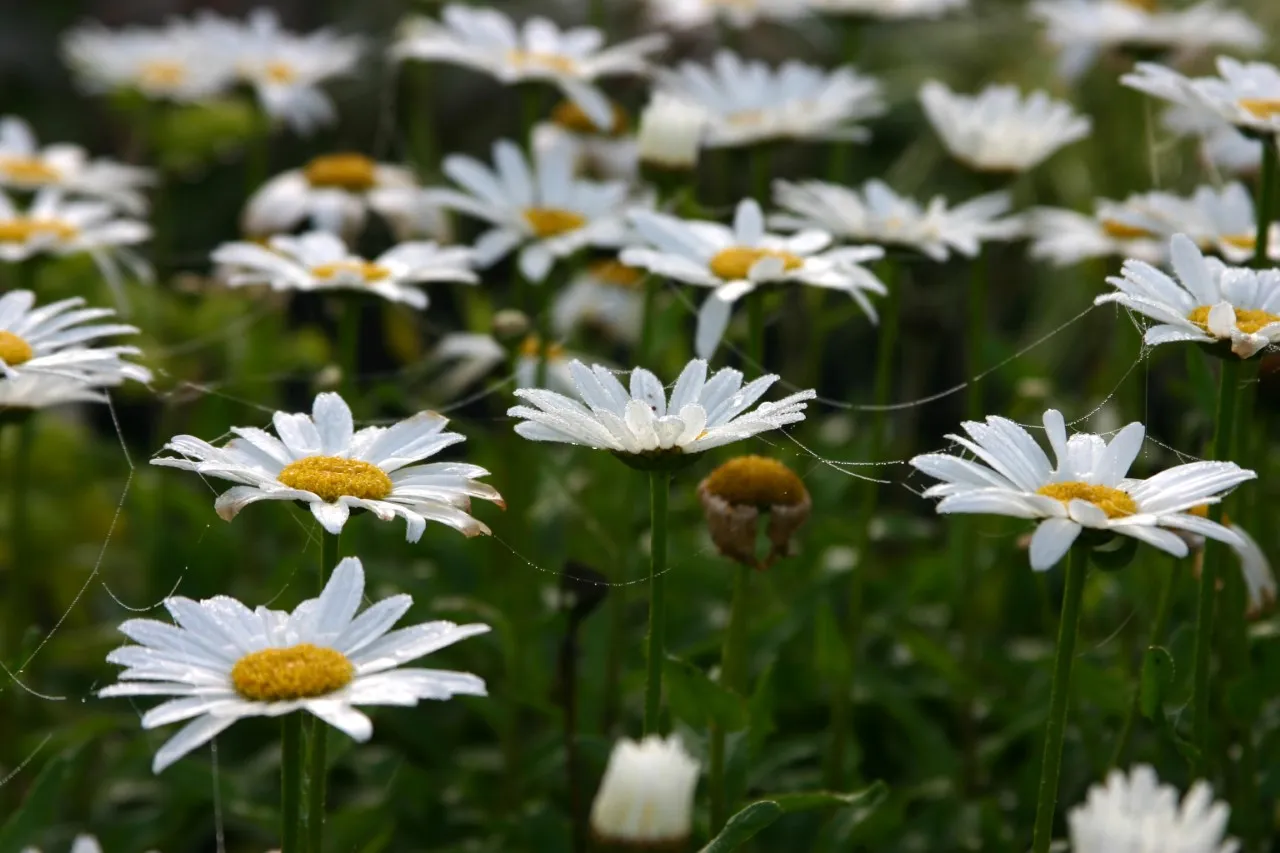 Leucanthemum vulgare