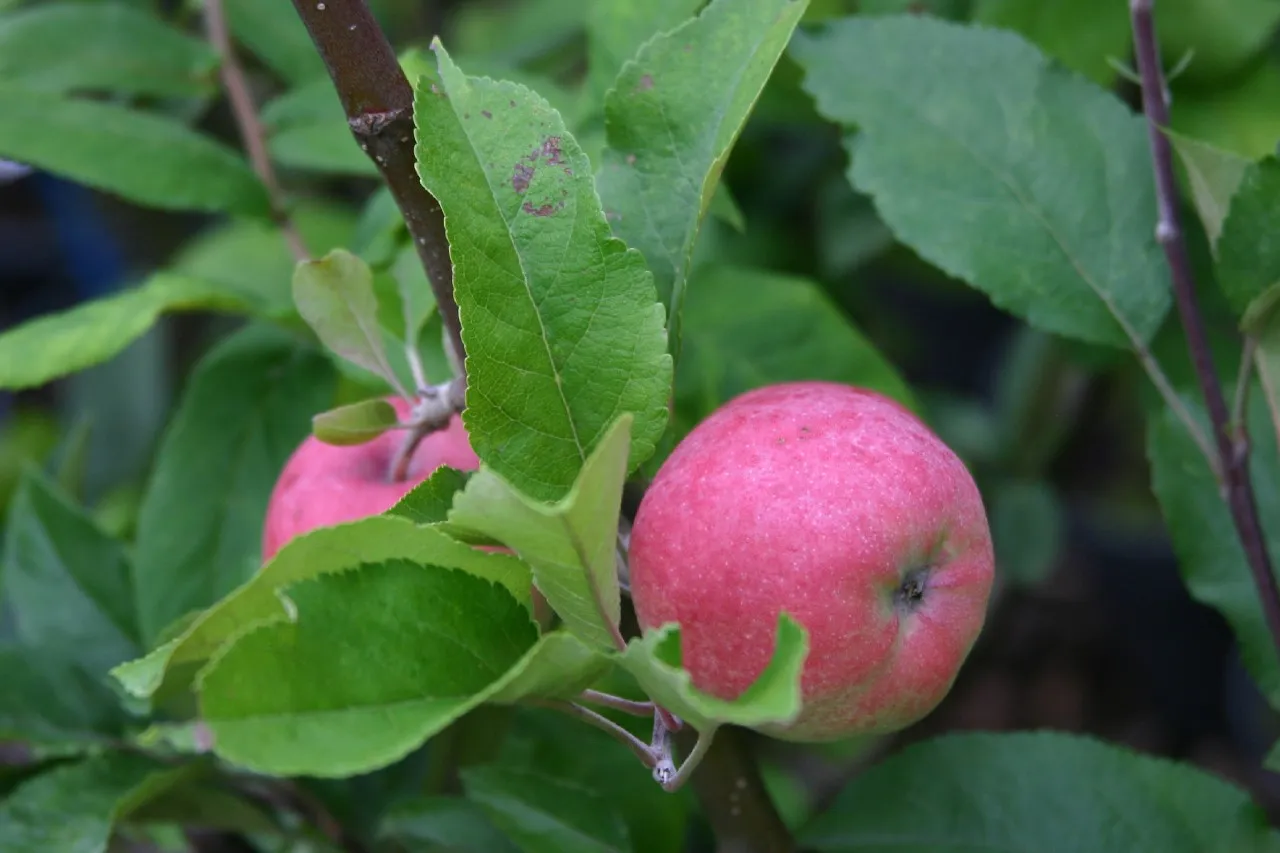 Malus domestica 'Gloster'