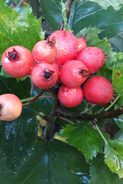 crataegus-mollis