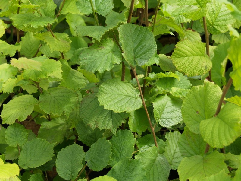 corylus-hallesche-riesen