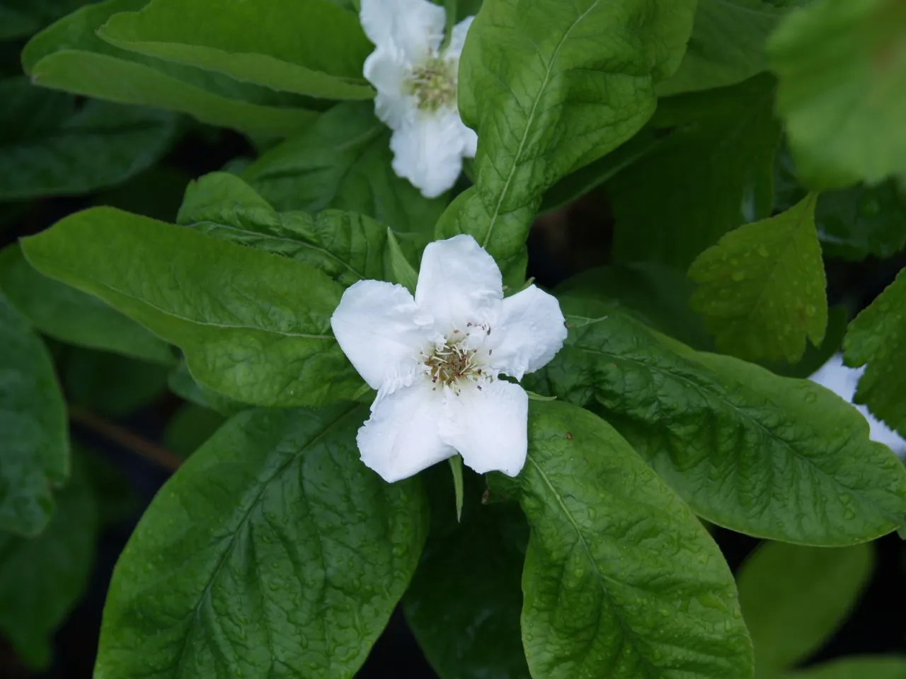 Mespilus germanica 'Russian Giant'