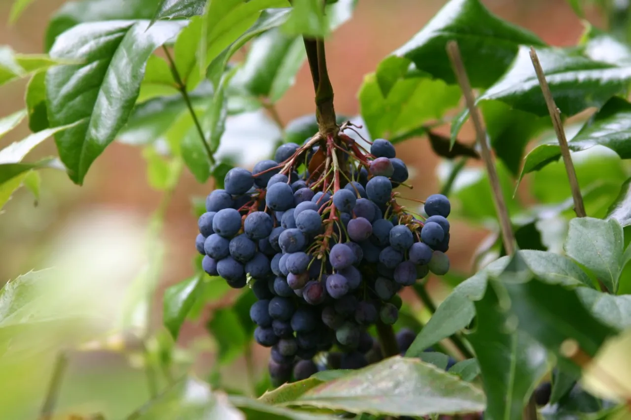 Mahonia aquifolium 'Smaragd'