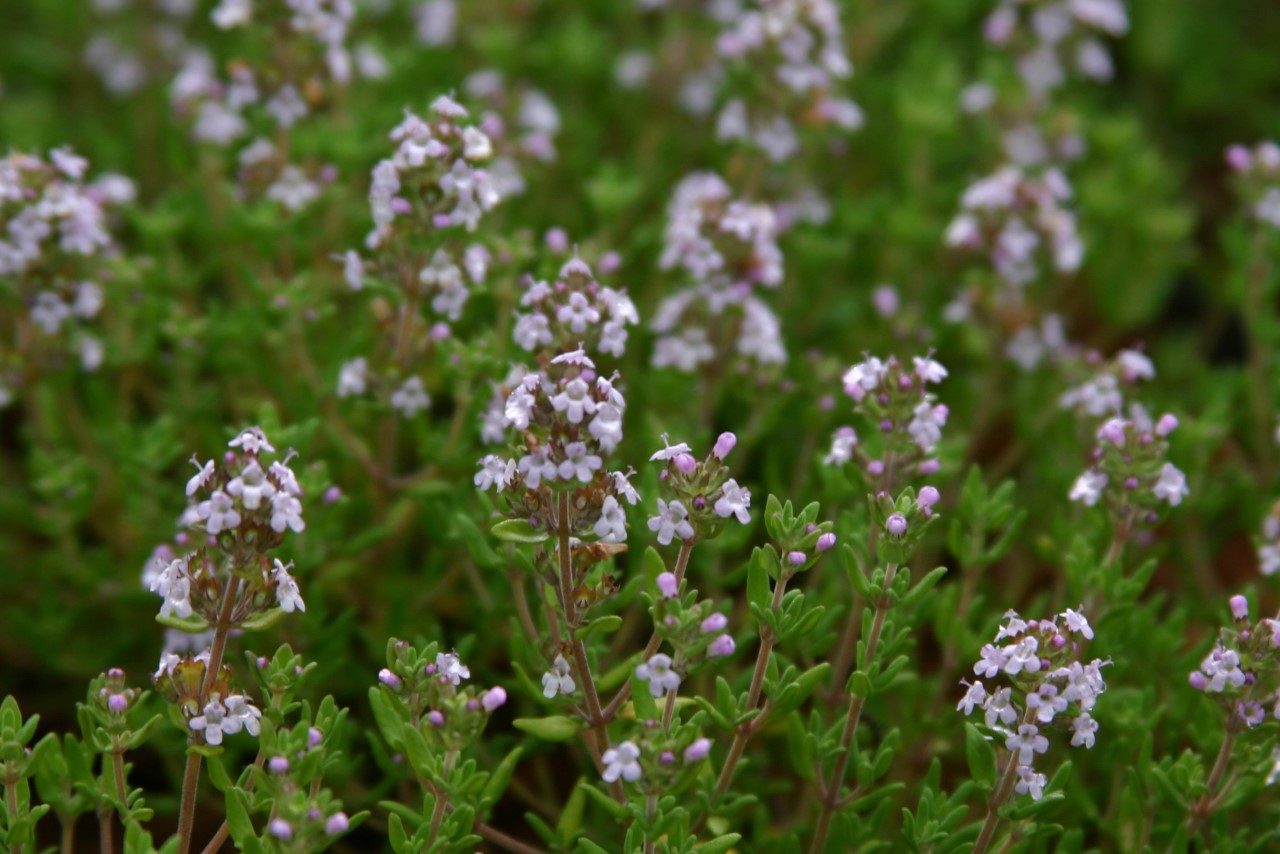 thymus-vulgaris-compactus