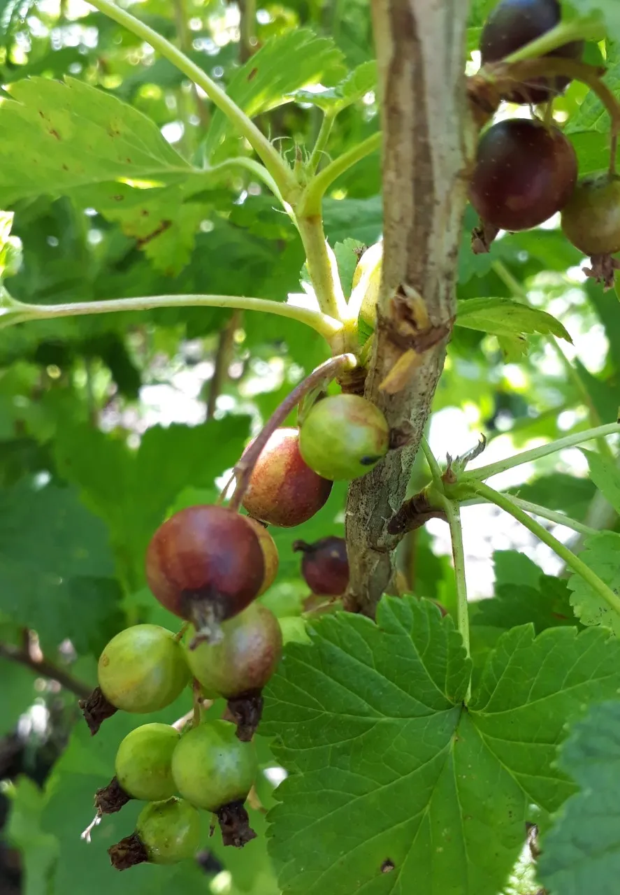 Ribes nigrum 'Ojebyn'