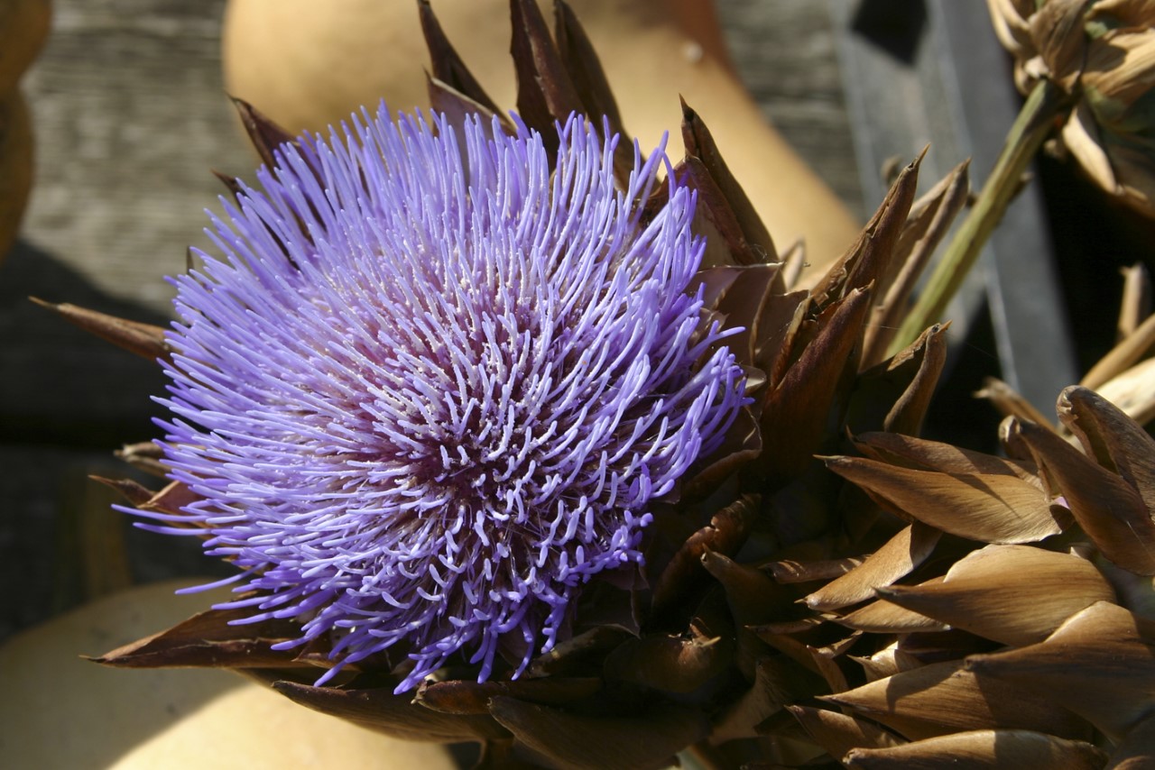 cynara-cardunculus