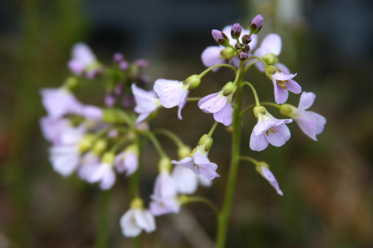 cardamine-pratensis