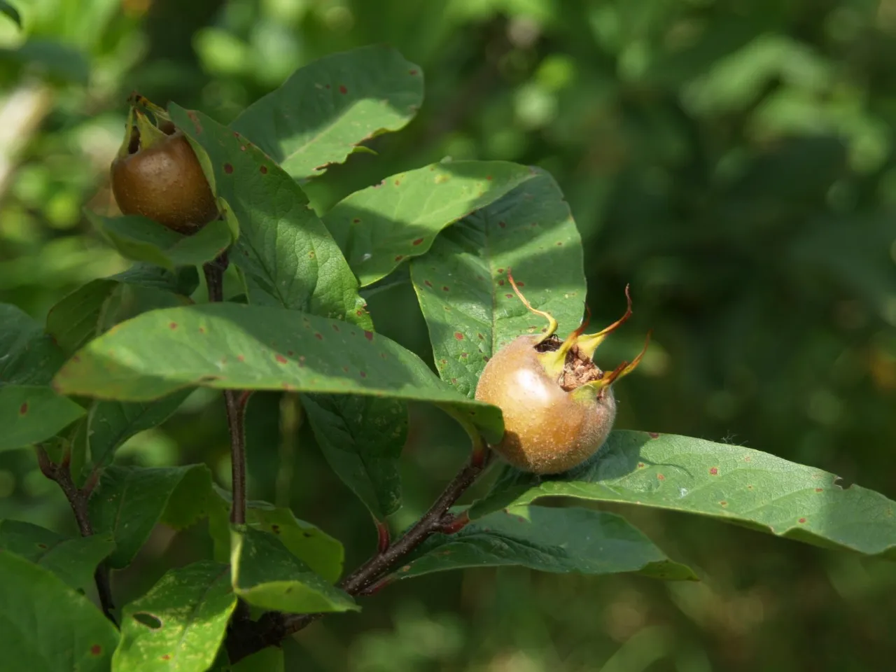 Mespilus germanica 'Westerveld'