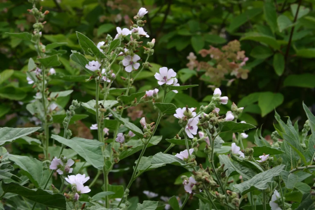 Althea officinalis