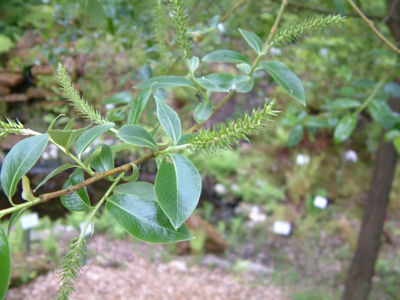 Salix pentandra autochtoon