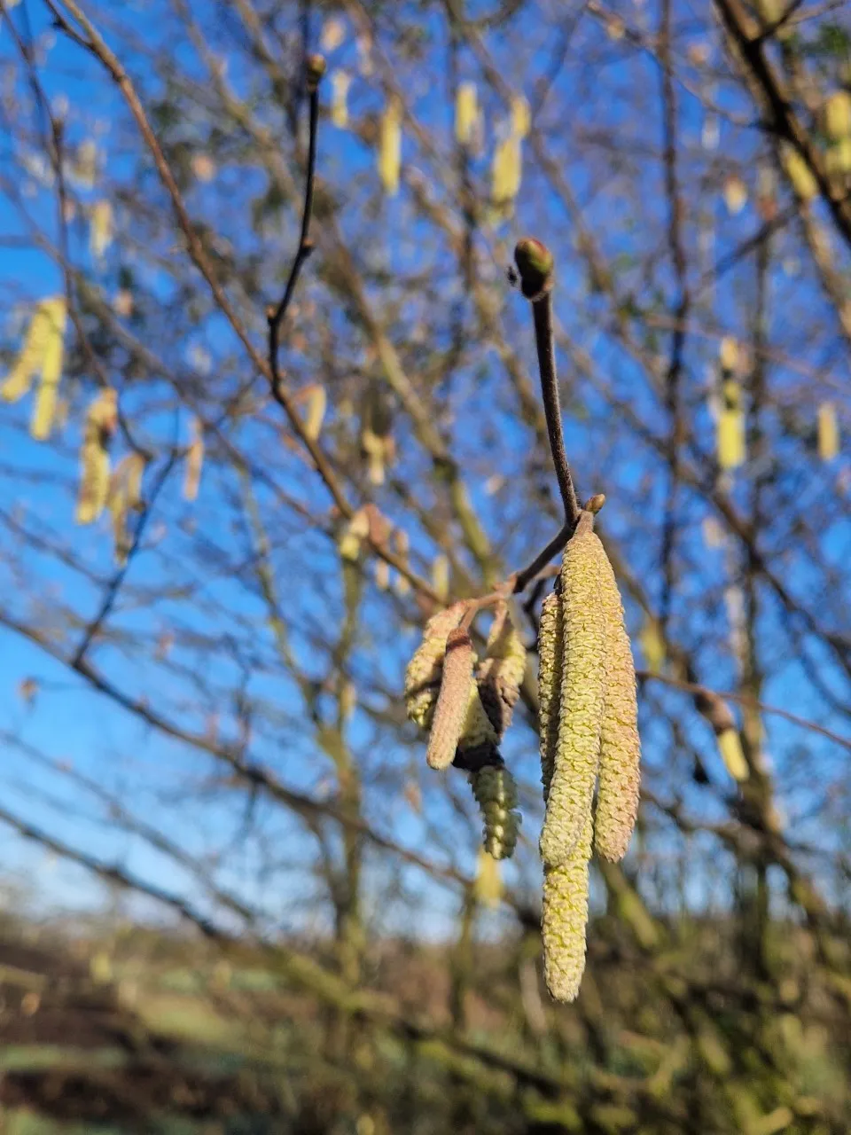 Corylus 'Tonda Romana'