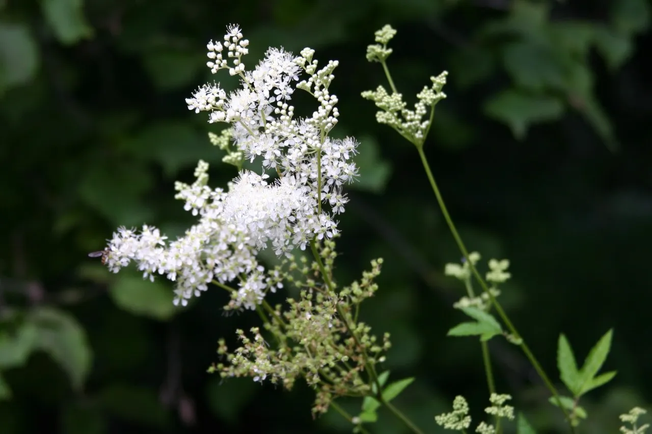 Filipendula ulmaria