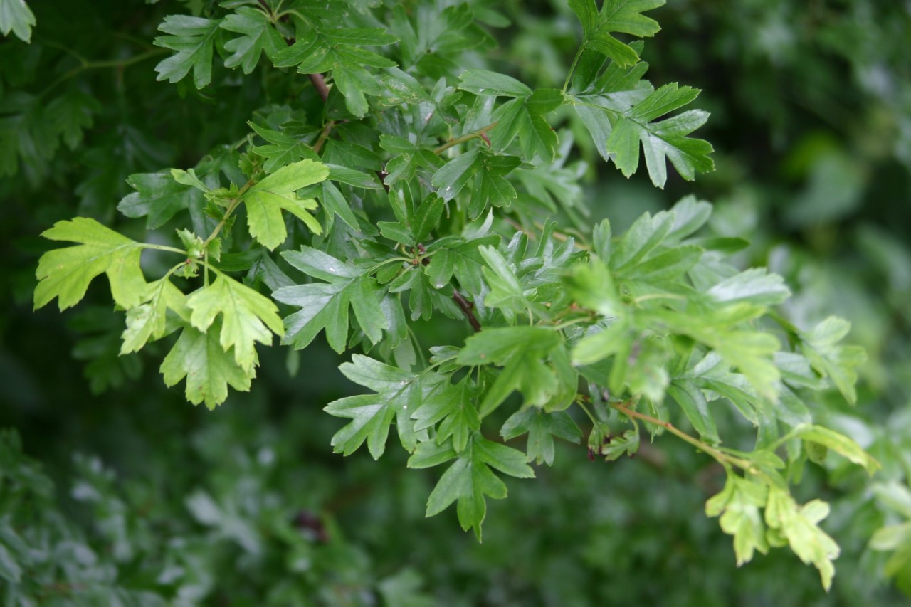 Crataegus monogyna