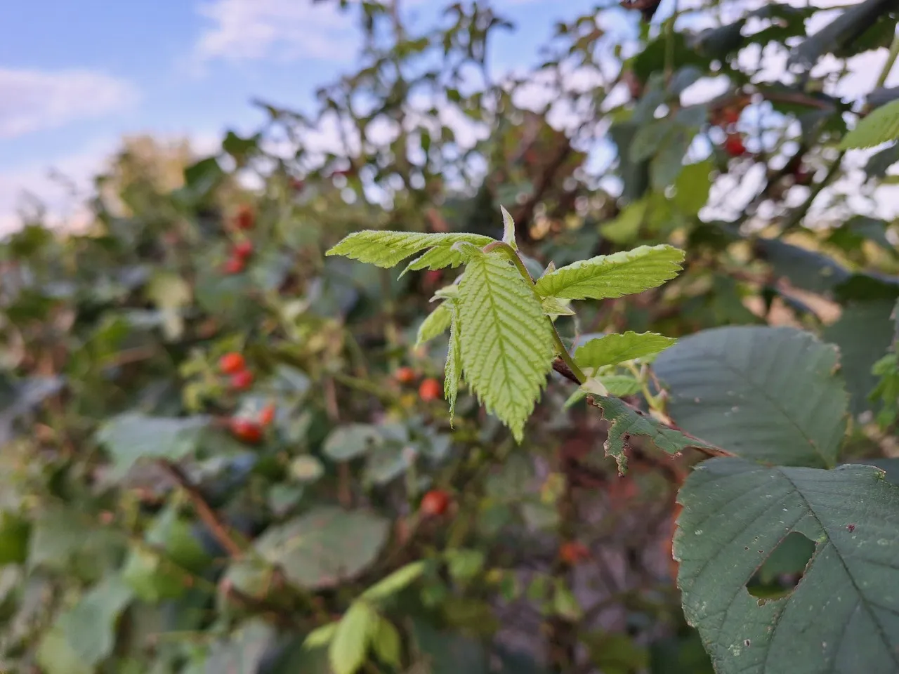 Inheemse planten