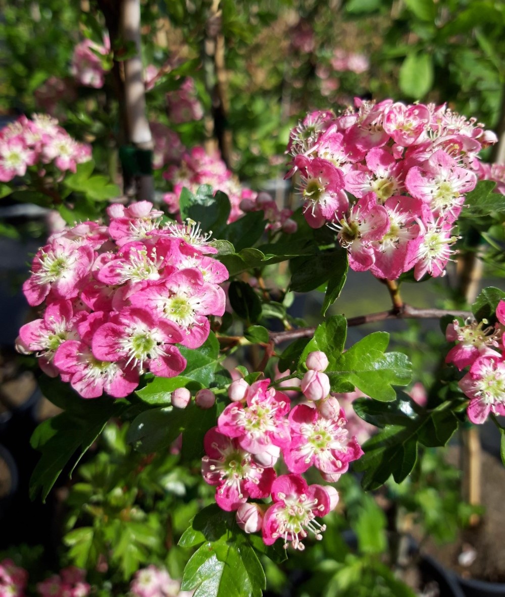 crataegus-monogyna-rosea