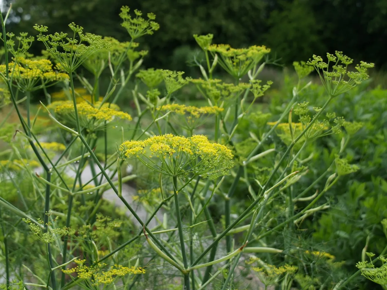 Foeniculum vulgare