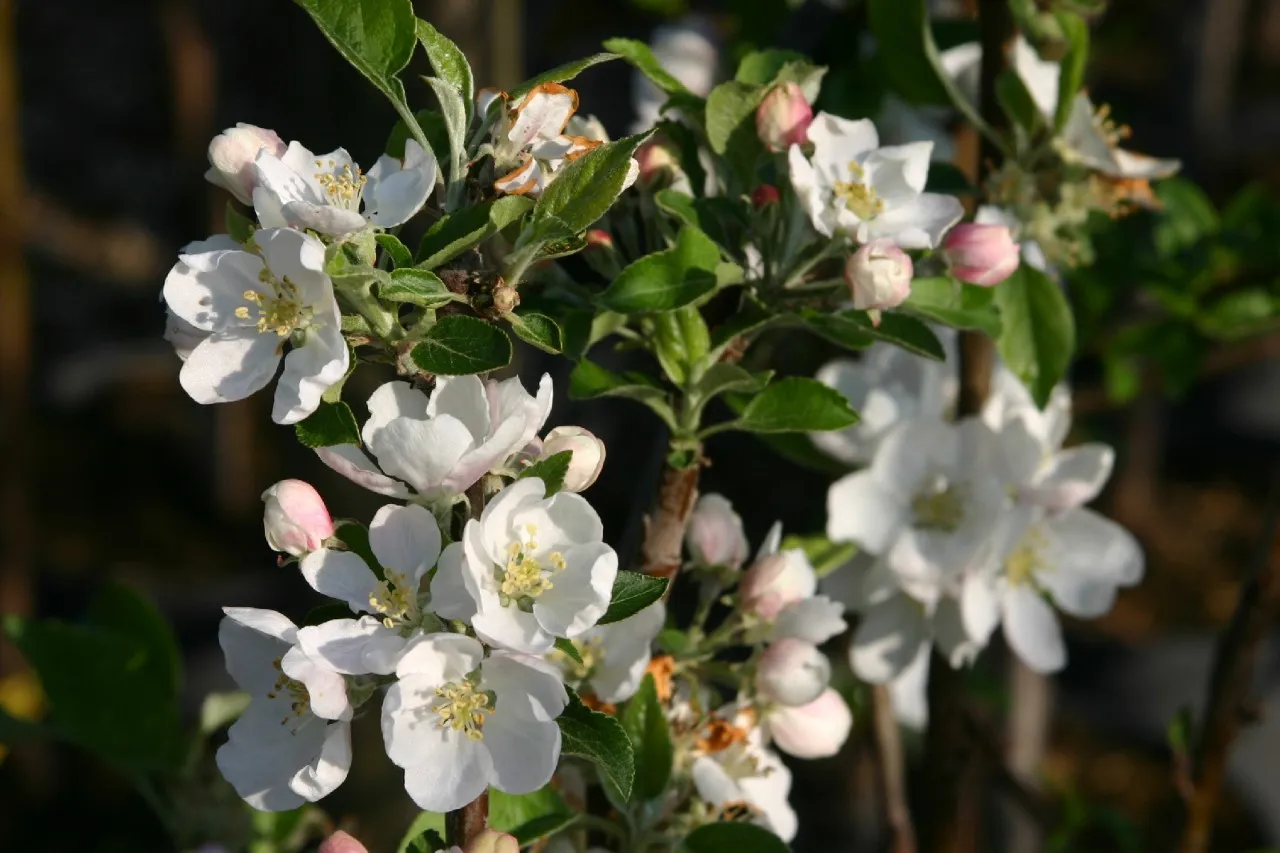 Malus domestica 'Discovery'