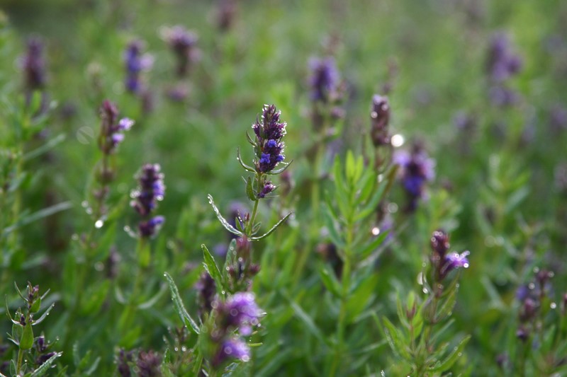 hyssopus-officinalis