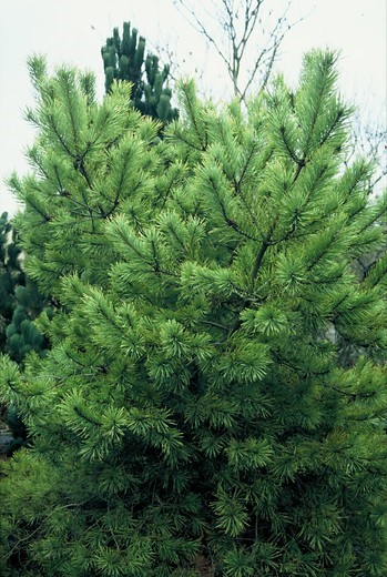 pinus-sylvestris