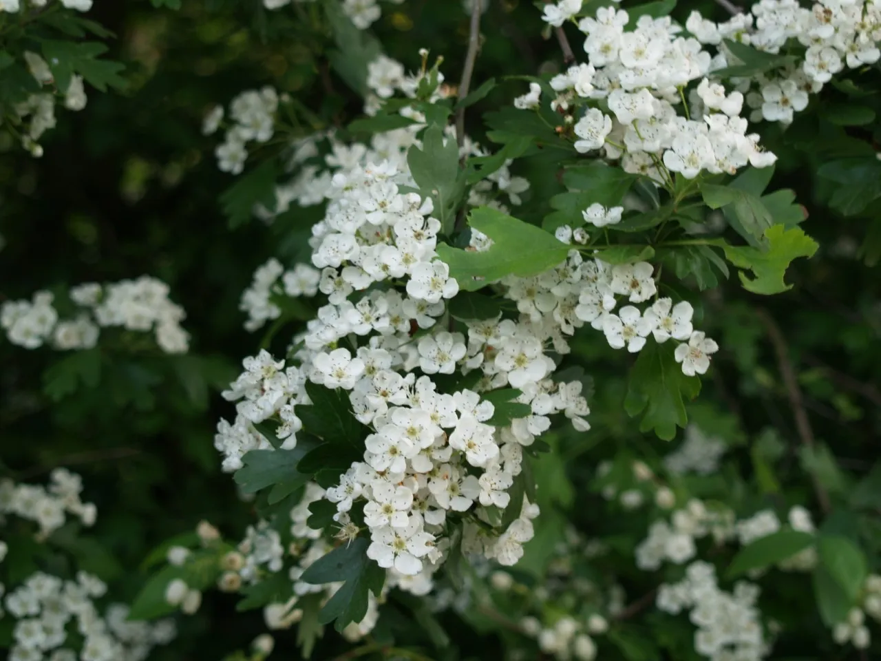 Crataegus monogyna autochtoon