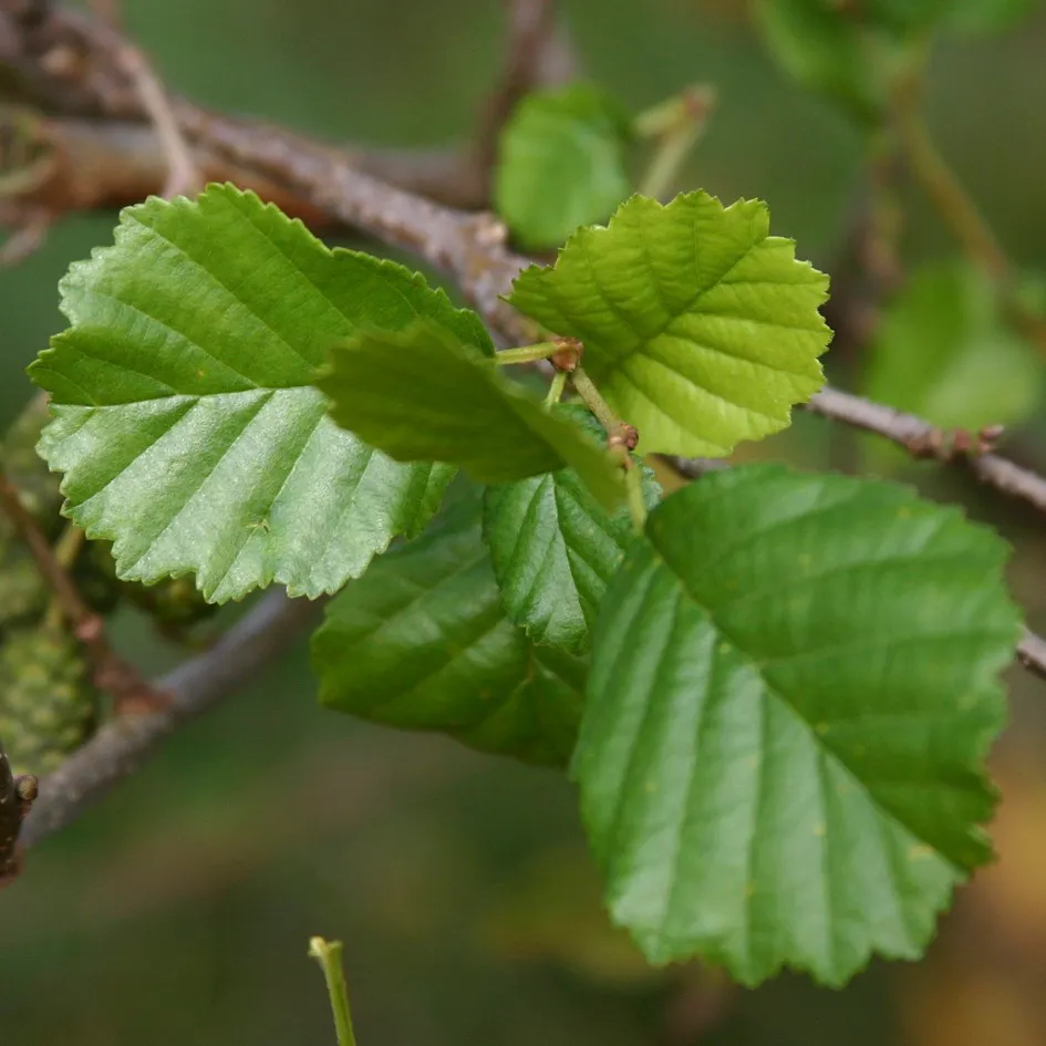 Alnus glutinosa   autochtoon