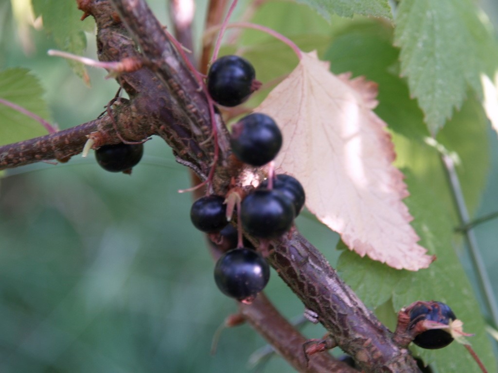 ribes-nigrum-silvergieters-zwarte