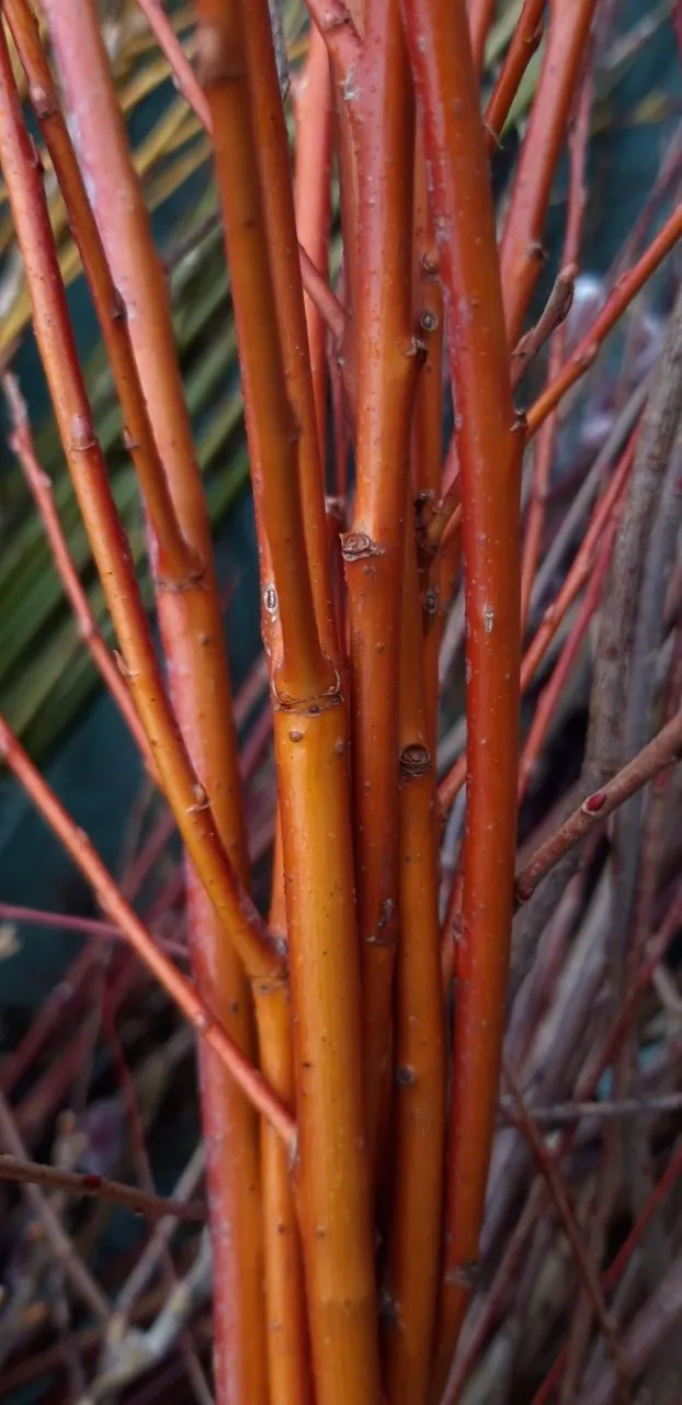 Salix alba 'Yelverton'