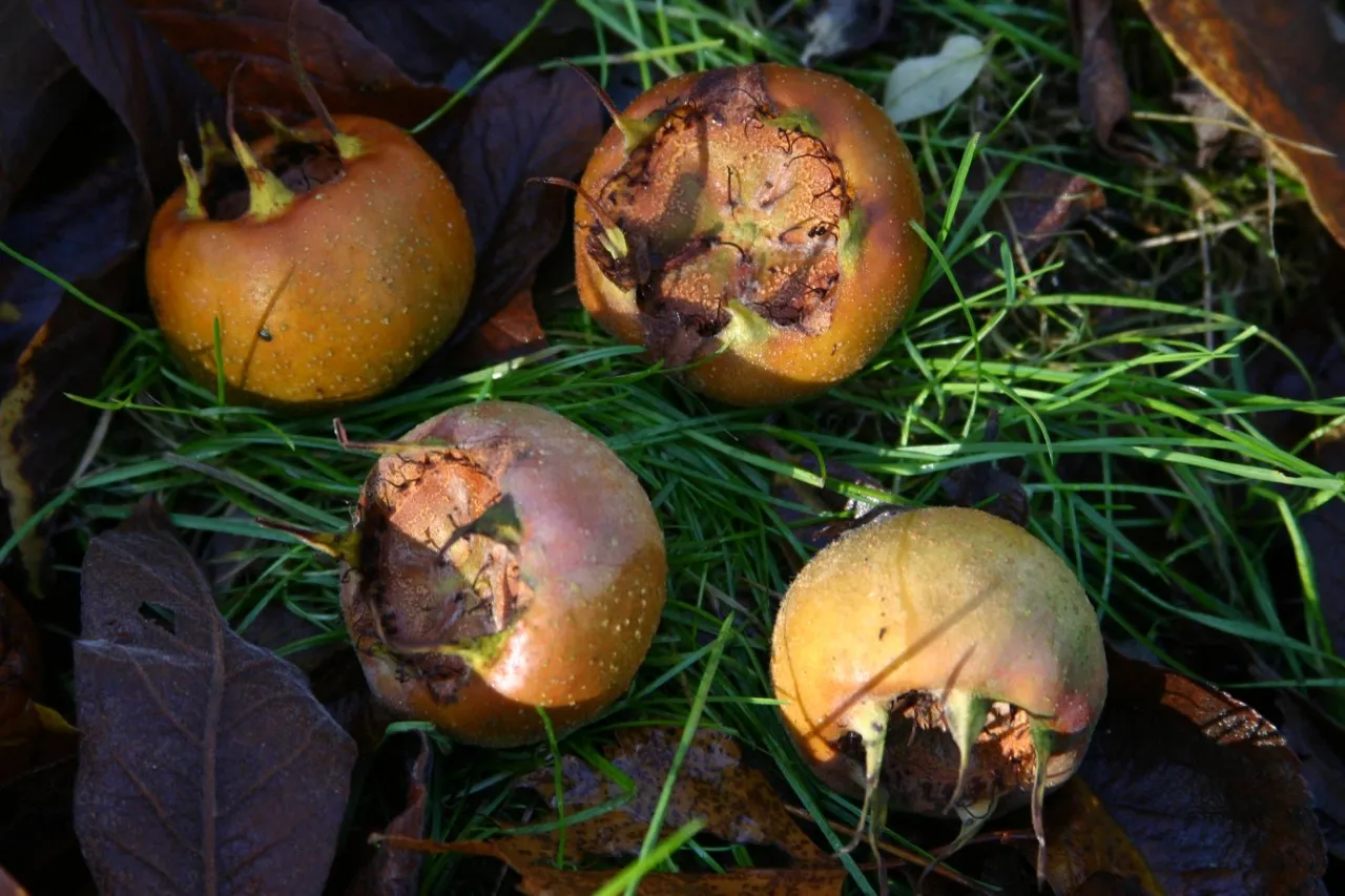 Mespilus germanica 'Macrocarpa'