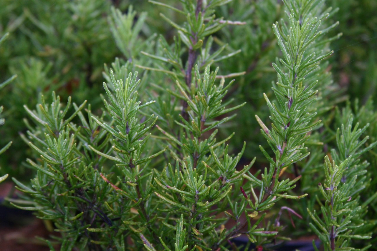 rosmarinus-officinalis-blaulippe