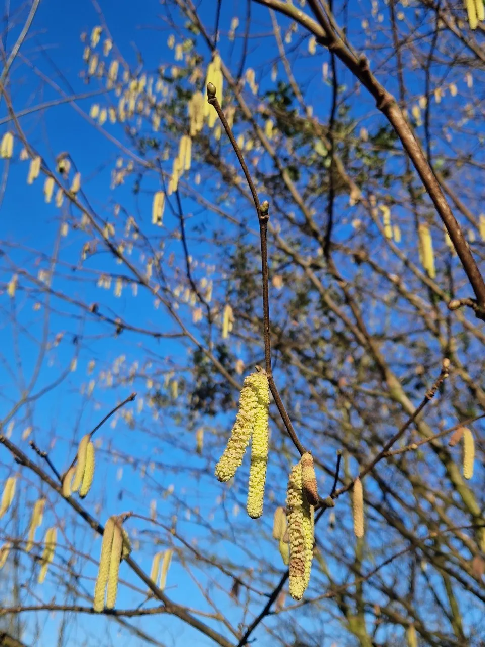 Corylus 'Corabel'