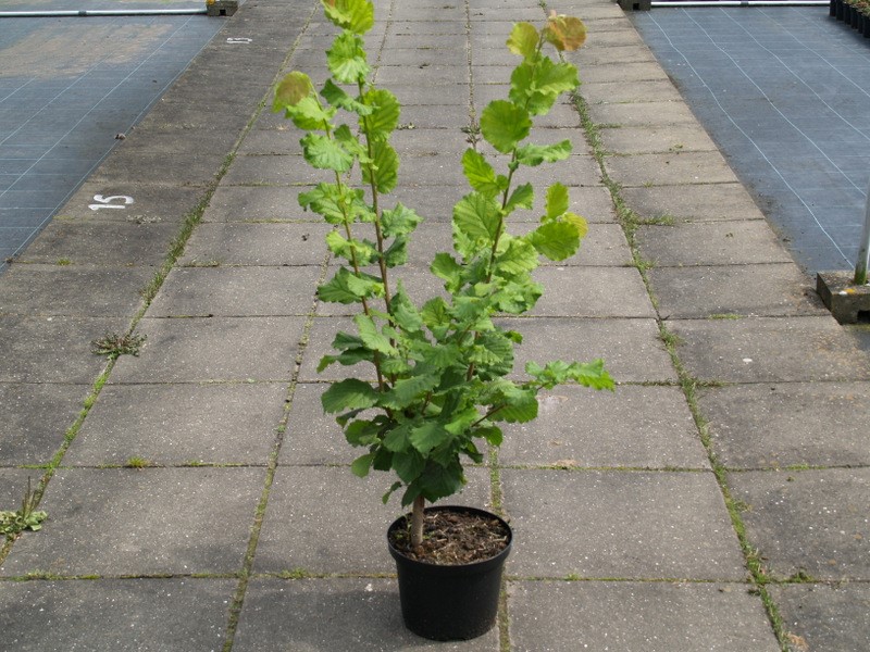 corylus-cosford