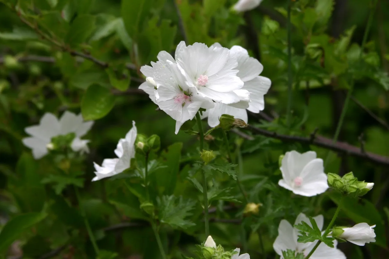 Malva moschata 'Alba'