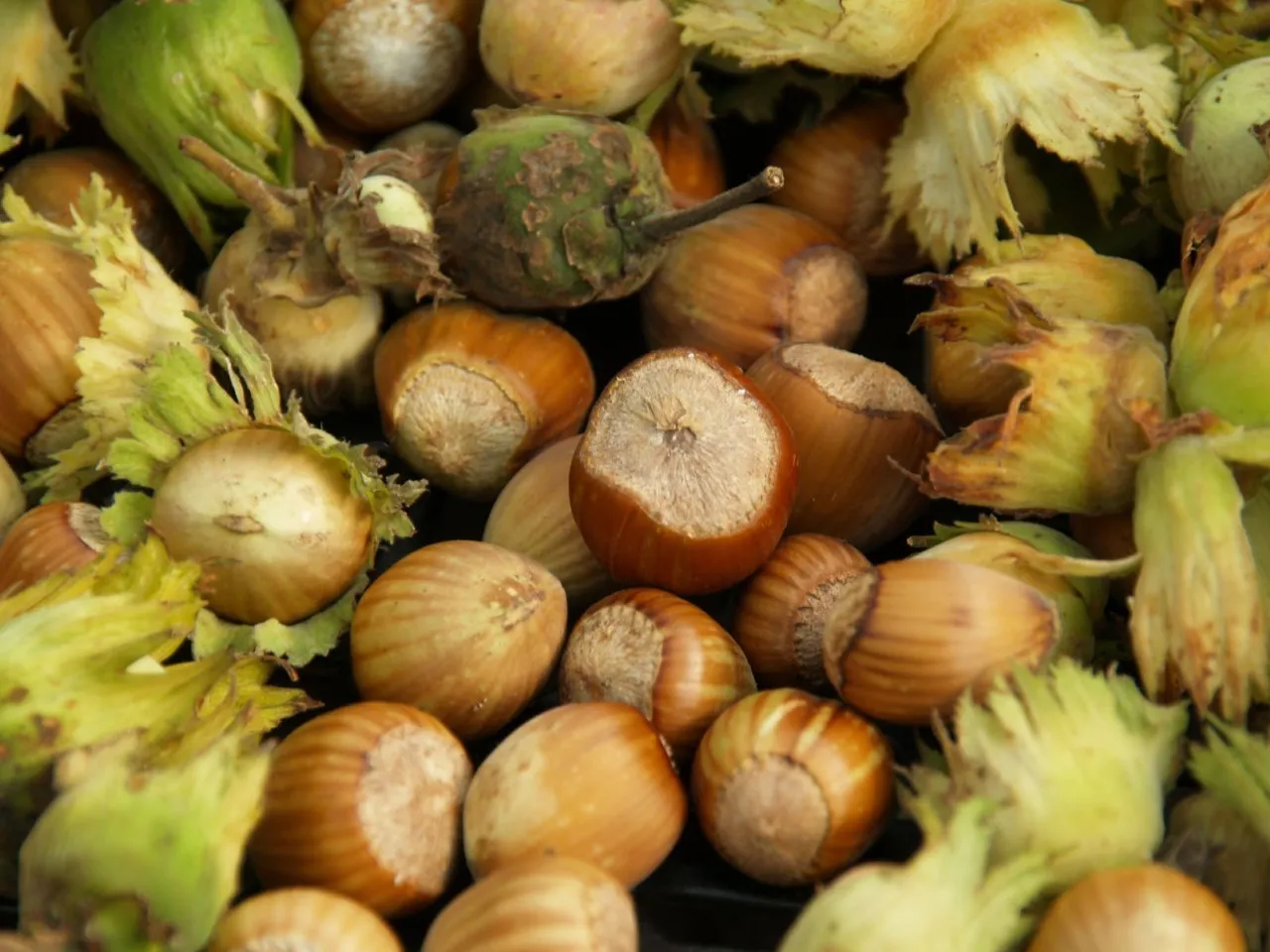 Corylus avellana