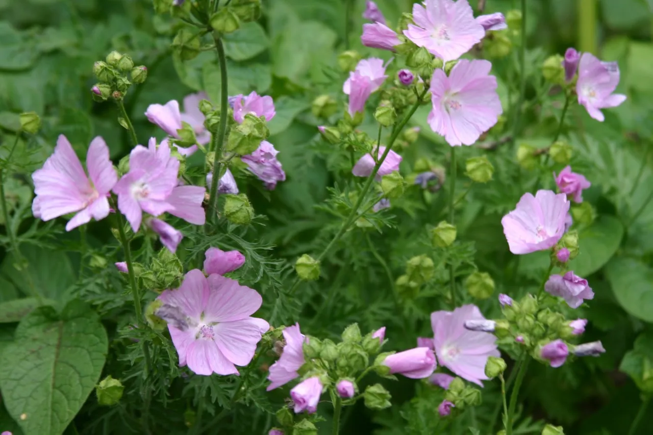 Malva moschata