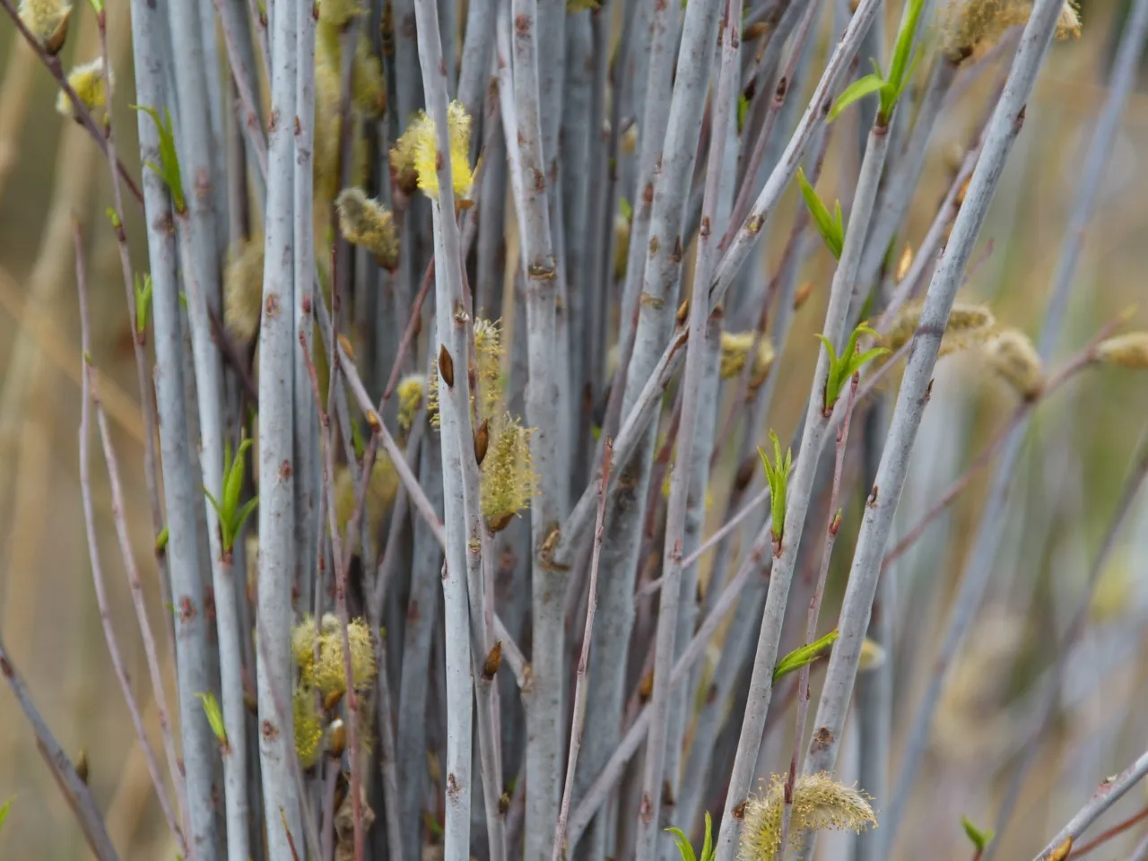 Salix acutifolia 'Blue Streak'