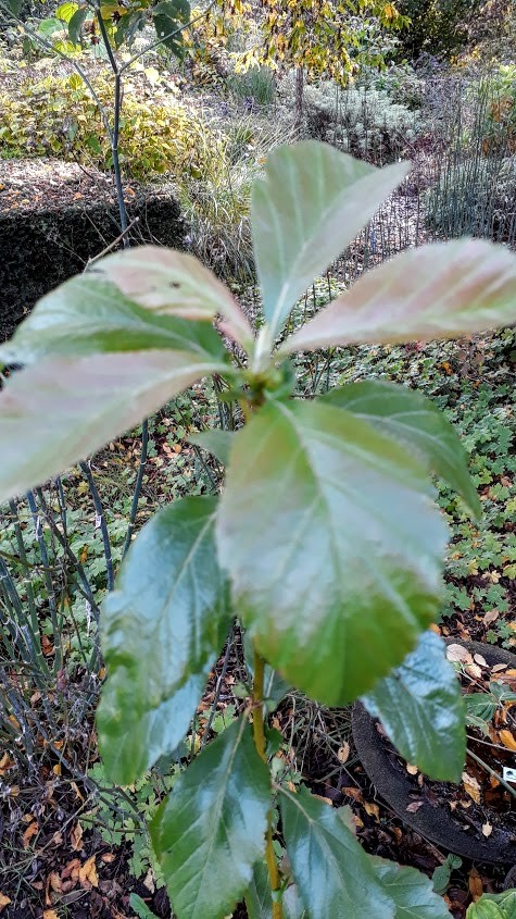 crataegus-mexicana-manzanilla