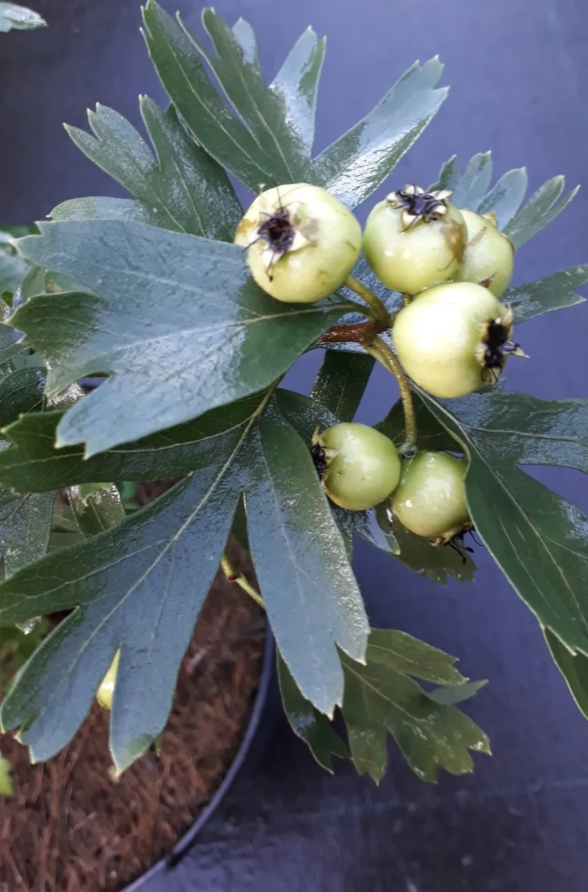 Crataegus azarolus 'Italian White'