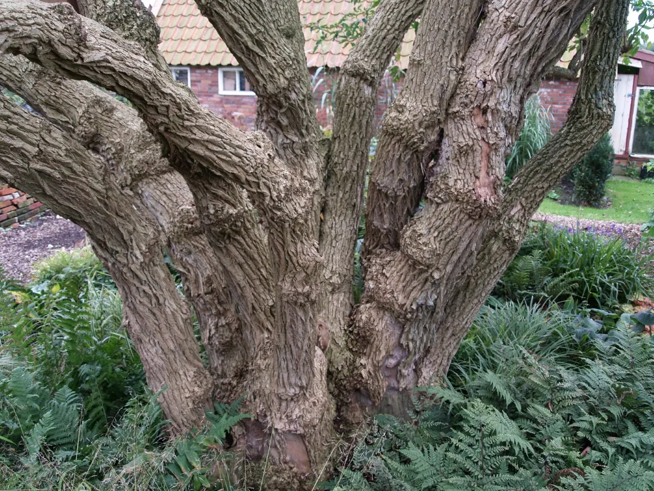 Sambucus nigra  autochtoon