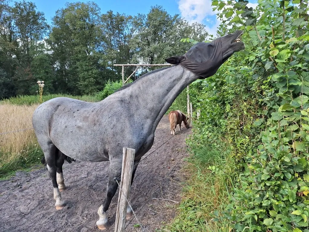 25 meter paardenhaag zandgrond