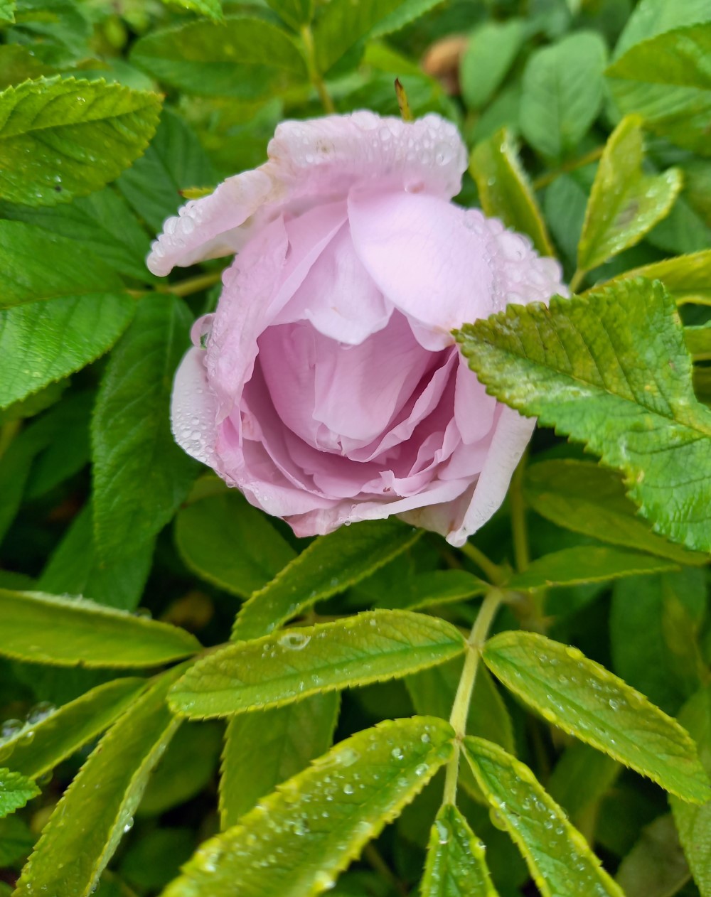 rosa-r-snow-pavement