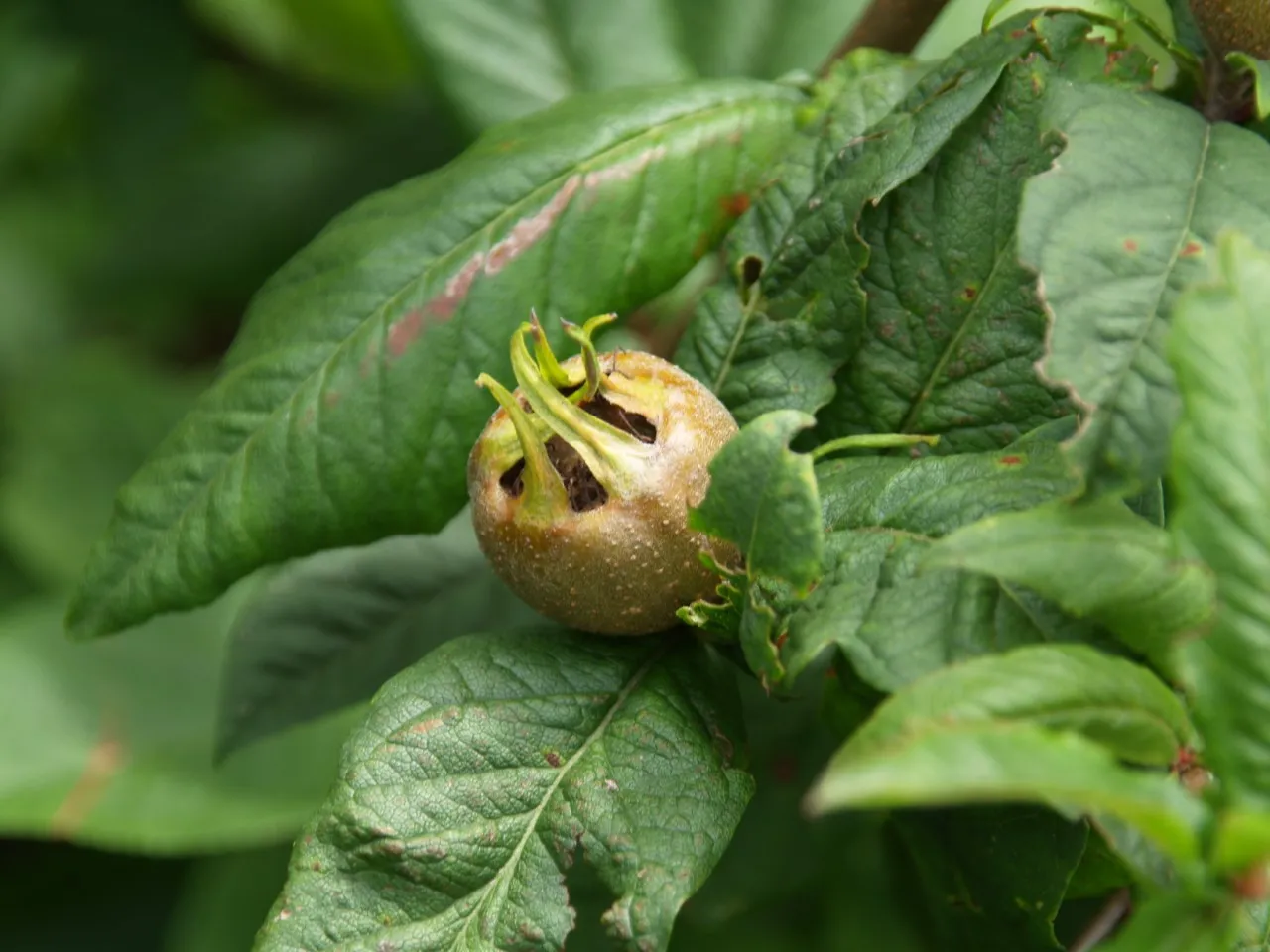 Mespilus germanica 'Nottingham'