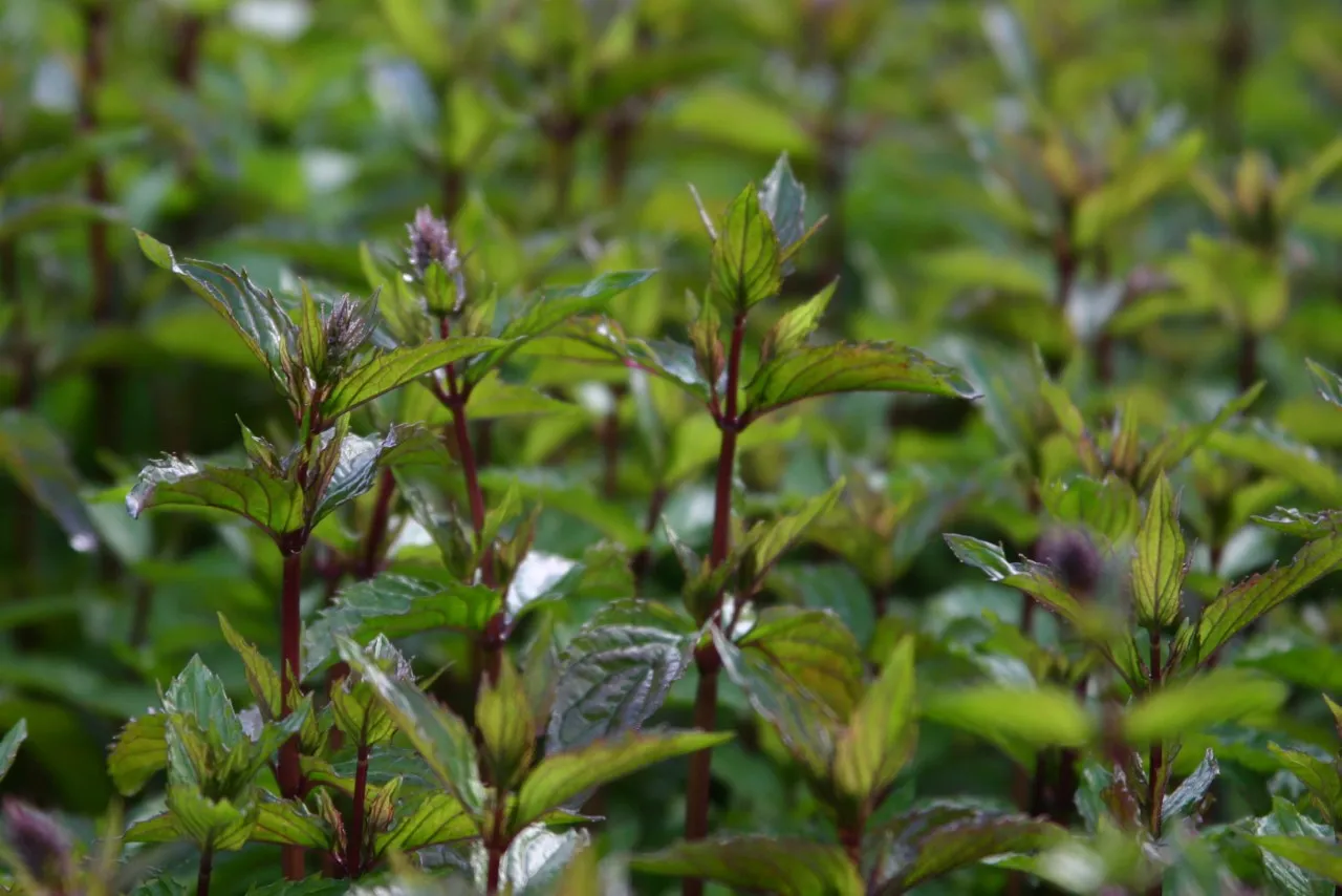 Mentha piperita 'After Eight'