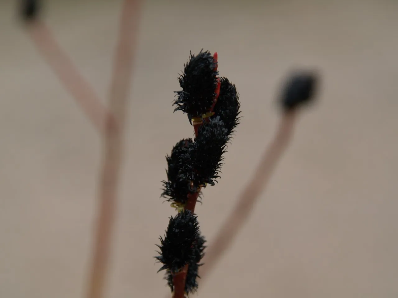 Salix gracilistyla 'Melanostachys'