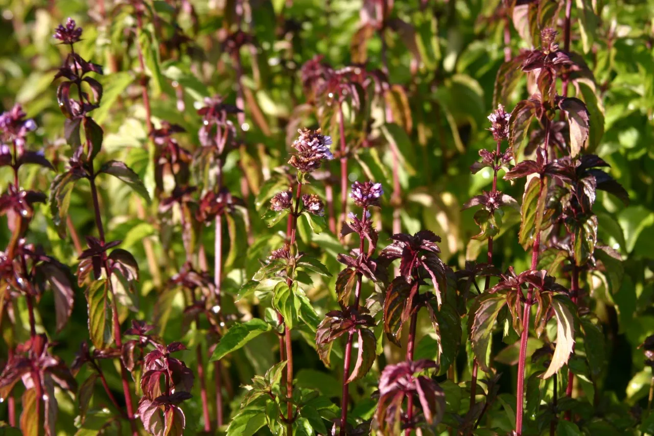 Mentha 'Basilicum'