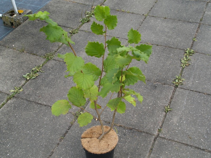 corylus-webbs-prize-cob