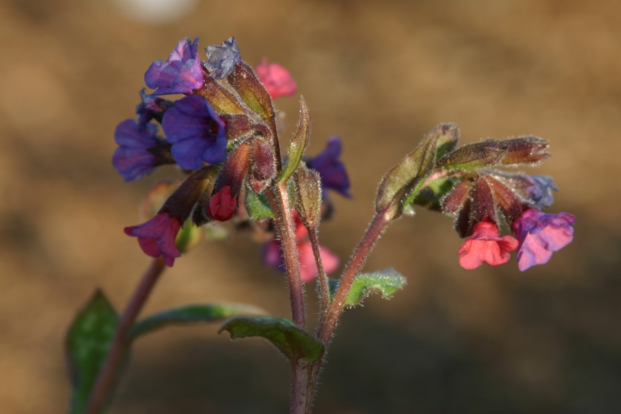 pulmonaria-victorian-brooch